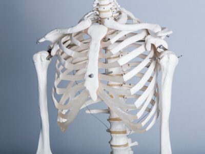 🕊️ その不調、「座りすぎ」が原因かも？ デスクワーカーが知るべき体のSOS