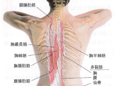 ぎゅーが癖になる気持ちよさ「メディテクと腰ベルト」のご紹介