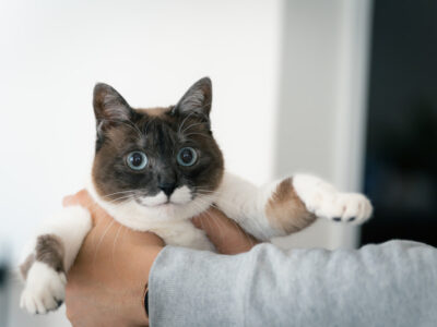 【teaTIME科学 page３】猫の健康ガイド