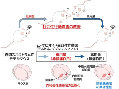 🧠鎮痛作用を伴わない低用量オピオイドによるASD症状改善