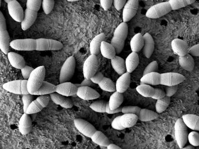 「細胞が教えてくれる、治る力 ― プラディミシンAと自然治癒の科学」