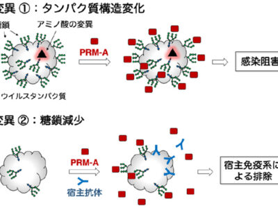 放線菌がつくる天然物質、新型コロナウイルスの感染抑制 名大など変異株の新薬開発に期待
