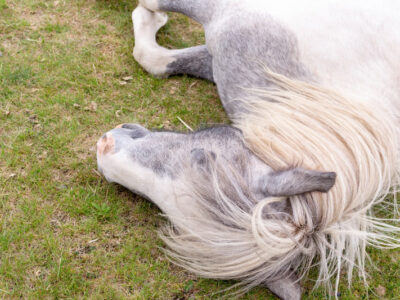 【保存版】科学的な「競馬」の勝ち方！！　～今日は勝負ごとに日だから計算してみた件～